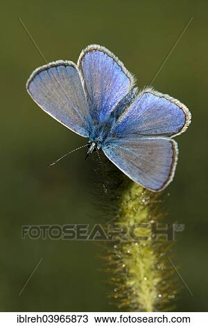 "Common Blue (Polyommatus icarus), Burgenland, Austria, Europe" View Large Photo Image Stock Image - "Common Blue (Polyommatus icarus), Burgenland, Austria, Europe". Fotosearch