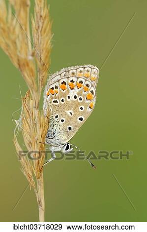 Stock Photo - "Common Blue (Polyommatus icarus), female, North Rhine-Westphalia, Germany, Europe". Fotosearch