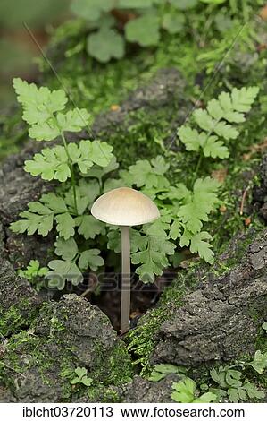 "Common Bonnet or Rosy-gill Fairy Helmet (Mycena galericulata) and Brittle Bladder Fern or Fragile Fern (Cystopteris fragilis), North Rhine-Westphalia, Germany, Europe" View Large Photo Image Stock Image - "Common Bonnet or Rosy-gill Fairy Helmet (Mycena galericulata) and Brittle Bladder Fern or Fragile Fern (Cystopteris fragilis), North Rhine-Westphalia, Germany, Europe". Fotosearch