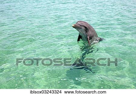 "Common Bottlenose Dolphin (Tursiops truncatus), captive, Coxen Hole, Roatan, Bay Islands Department, Honduras, North America" View Large Photo Image Picture - "Common Bottlenose Dolphin (Tursiops truncatus), captive, Coxen Hole, Roatan, Bay Islands Department, Honduras, North America". Fotosearch