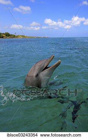 "Common Bottlenose Dolphin (Tursiops truncatus), captive, Roatan, Bay Islands Department, Honduras, North America" View Large Photo Image Picture - "Common Bottlenose Dolphin (Tursiops truncatus), captive, Roatan, Bay Islands Department, Honduras, North America". Fotosearch