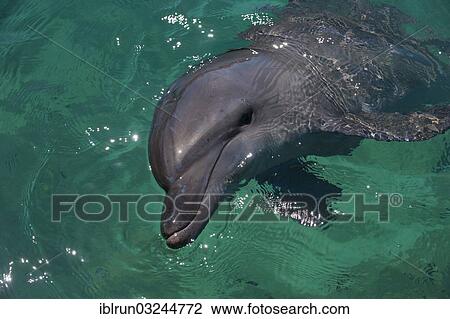 Stock Image - "Common Bottlenose Dolphin (Tursiops truncatus) in the harbour of Honiara, Honiara, Solomon Islands, Oceania". Fotosearch