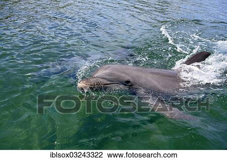 "Common Bottlenose Dolphin (Tursiops truncatus), captive, Roatan, Bay Islands Department, Honduras, North America" View Large Photo Image Stock Image - "Common Bottlenose Dolphin (Tursiops truncatus), captive, Roatan, Bay Islands Department, Honduras, North America". Fotosearch