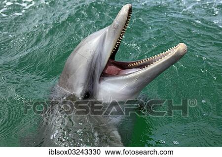 "Common Bottlenose Dolphin (Tursiops truncatus), captive, Roatan, Bay Islands Department, Honduras, North America" View Large Photo Image Stock Image - "Common Bottlenose Dolphin (Tursiops truncatus), captive, Roatan, Bay Islands Department, Honduras, North America". Fotosearch