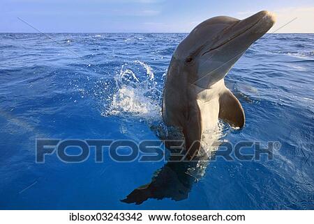 "Common Bottlenose Dolphin (Tursiops truncatus), captive, Roatan, Bay Islands Department, Honduras, North America" View Large Photo Image Stock Image - "Common Bottlenose Dolphin (Tursiops truncatus), captive, Roatan, Bay Islands Department, Honduras, North America". Fotosearch
