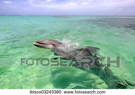 "Common Bottlenose Dolphin (Tursiops truncatus), captive, Roatan, Bay Islands Department, Honduras, North America" View Large Photo Image Stock Image - "Common Bottlenose Dolphin (Tursiops truncatus), captive, Roatan, Bay Islands Department, Honduras, North America". Fotosearch