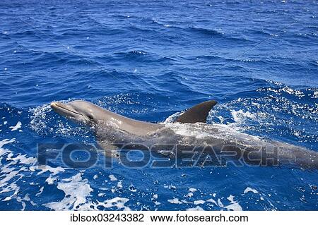 "Common Bottlenose Dolphin (Tursiops truncatus), captive, Roatan, Bay Islands Department, Honduras, North America" View Large Photo Image Stock Image - "Common Bottlenose Dolphin (Tursiops truncatus), captive, Roatan, Bay Islands Department, Honduras, North America". Fotosearch