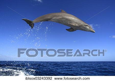 "Common Bottlenose Dolphin (Tursiops truncatus), leaping, captive, Roatan, Bay Islands Department, Honduras, North America" View Large Photo Image Stock Image - "Common Bottlenose Dolphin (Tursiops truncatus), leaping, captive, Roatan, Bay Islands Department, Honduras, North America". Fotosearch