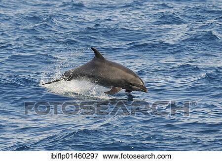 Stock Photo - "Common Bottlenose Dolphin (Tursiops truncatus), adult, porpoising, leaping out of water, Sea of Cortez, Mexico, North America". Fotosearch