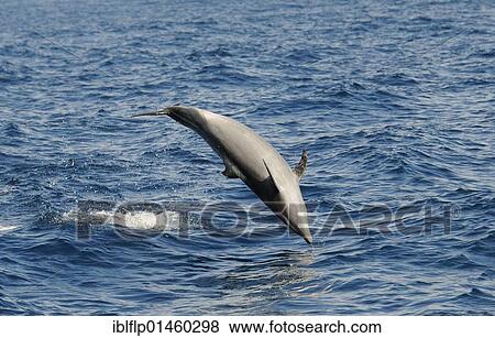 "Common Bottlenose Dolphin (Tursiops truncatus), adult, leaping out of water, Sea of Cortez, Mexico, North America" View Large Photo Image Stock Photo - "Common Bottlenose Dolphin (Tursiops truncatus), adult, leaping out of water, Sea of Cortez, Mexico, North America". Fotosearch