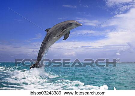 "Common Bottlenose Dolphin (Tursiops truncatus), leaping, captive, Roatan, Bay Islands Department, Honduras, North America" View Large Photo Image Stock Photo - "Common Bottlenose Dolphin (Tursiops truncatus), leaping, captive, Roatan, Bay Islands Department, Honduras, North America". Fotosearch
