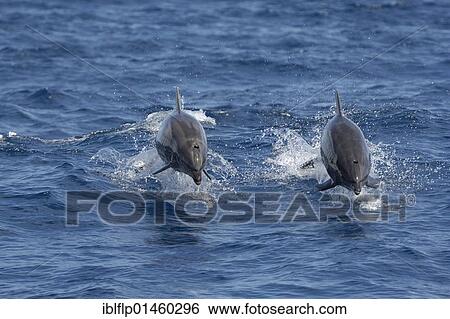 "Common Bottlenose Dolphin (Tursiops truncatus), two adults, porpoising, leaping out of water, Sea of Cortez, Mexico, North America" View Large Photo Image Stock Photograph - "Common Bottlenose Dolphin (Tursiops truncatus), two adults, porpoising, leaping out of water, Sea of Cortez, Mexico, North America". Fotosearch