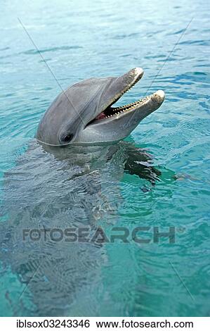"Common Bottlenose Dolphin (Tursiops truncatus), captive, Roatan, Bay Islands Department, Honduras, North America" View Large Photo Image Stock Photograph - "Common Bottlenose Dolphin (Tursiops truncatus), captive, Roatan, Bay Islands Department, Honduras, North America". Fotosearch