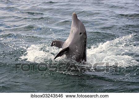 "Common Bottlenose Dolphin (Tursiops truncatus) jumping backwards out of the water, captive, Roatan, Bay Islands Department, Honduras, North America" View Large Photo Image Stock Photograph - "Common Bottlenose Dolphin (Tursiops truncatus) jumping backwards out of the water, captive, Roatan, Bay Islands Department, Honduras, North America". Fotosearch