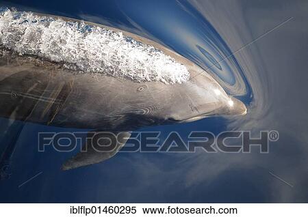 Stock Photography - "Common Bottlenose Dolphin (Tursiops truncatus), adult, spouting just below surface of water, Sea of Cortez, Mexico, North America". Fotosearch