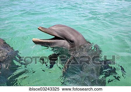 "Common Bottlenose Dolphin (Tursiops truncatus), captive, Roatan, Bay Islands Department, Honduras, North America" View Large Photo Image Stock Photography - "Common Bottlenose Dolphin (Tursiops truncatus), captive, Roatan, Bay Islands Department, Honduras, North America". Fotosearch