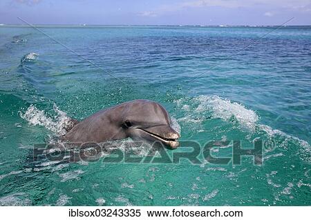 "Common Bottlenose Dolphin (Tursiops truncatus), captive, Roatan, Bay Islands Department, Honduras, North America" View Large Photo Image Stock Photography - "Common Bottlenose Dolphin (Tursiops truncatus), captive, Roatan, Bay Islands Department, Honduras, North America". Fotosearch
