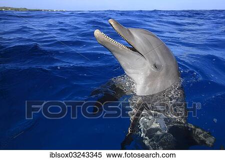 "Common Bottlenose Dolphin (Tursiops truncatus), captive, Roatan, Bay Islands Department, Honduras, North America" View Large Photo Image Stock Photography - "Common Bottlenose Dolphin (Tursiops truncatus), captive, Roatan, Bay Islands Department, Honduras, North America". Fotosearch