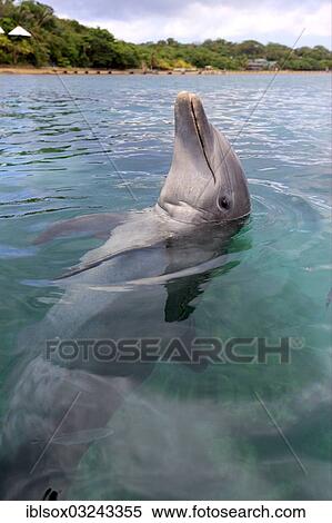 "Common Bottlenose Dolphin (Tursiops truncatus), captive, Roatan, Bay Islands Department, Honduras, North America" View Large Photo Image Stock Photography - "Common Bottlenose Dolphin (Tursiops truncatus), captive, Roatan, Bay Islands Department, Honduras, North America". Fotosearch