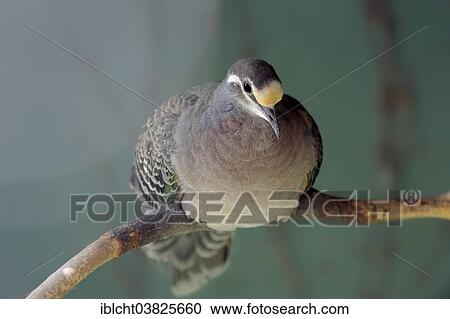 "Common Bronzewing (Phaps chalcoptera), native to Australia, captive, Germany, Europe" View Large Photo Image Stock Image - "Common Bronzewing (Phaps chalcoptera), native to Australia, captive, Germany, Europe". Fotosearch