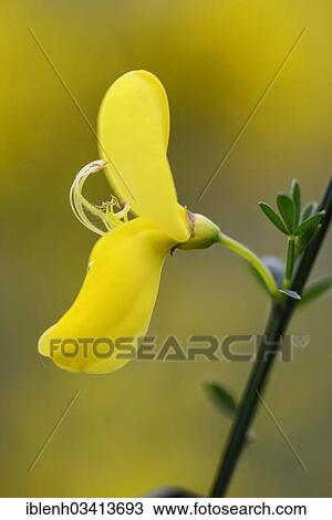 "Common Broom or Scotch Broom (Cytisus scoparius), Haren, Emsland, Lower Saxony, Germany, Europe" View Large Photo Image Stock Image - "Common Broom or Scotch Broom (Cytisus scoparius), Haren, Emsland, Lower Saxony, Germany, Europe". Fotosearch
