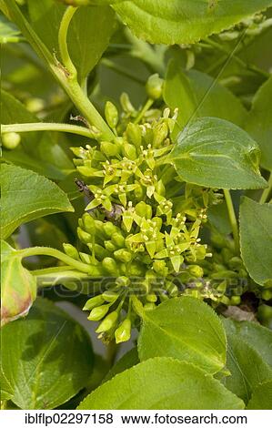 "Common Buckthorn (Rhamnus catharticus), close-up of flowers, Dorset, England, United Kingdom, Europe" View Large Photo Image Stock Photo - "Common Buckthorn (Rhamnus catharticus), close-up of flowers, Dorset, England, United Kingdom, Europe". Fotosearch
