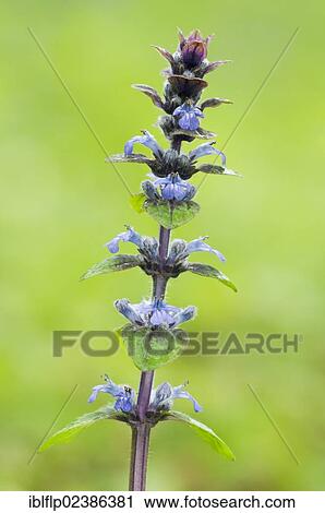 "Common Bugle (Ajuga reptans), flowering, Kent, England, United Kingdom, Europe" View Large Photo Image Stock Image - "Common Bugle (Ajuga reptans), flowering, Kent, England, United Kingdom, Europe". Fotosearch