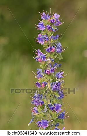"Common Bugloss or Viper's Bugloss (Echium vulgare), North Rhine-Westphalia, Germany, Europe" View Large Photo Image Stock Photo - "Common Bugloss or Viper's Bugloss (Echium vulgare), North Rhine-Westphalia, Germany, Europe". Fotosearch