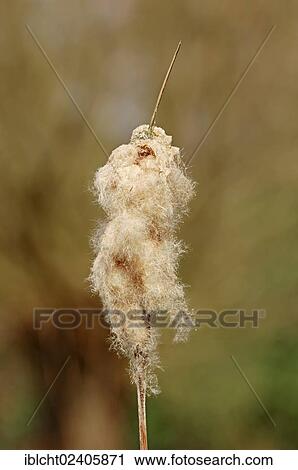 "Common Bulrush, Broadleaf Cattail, Great Reedmace or Cooper's Reed (Typha latifolia), fruit stand, North Rhine-Westphalia, Germany, Europe" View Large Photo Image Stock Image - "Common Bulrush, Broadleaf Cattail, Great Reedmace or Cooper's Reed (Typha latifolia), fruit stand, North Rhine-Westphalia, Germany, Europe". Fotosearch