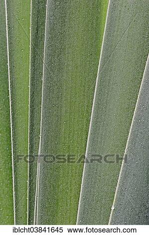"Common Bulrush or Broadleaf Cattail (Typha latifolia), leaves, North Rhine-Westphalia, Germany, Europe" View Large Photo Image Stock Photography - "Common Bulrush or Broadleaf Cattail (Typha latifolia), leaves, North Rhine-Westphalia, Germany, Europe". Fotosearch