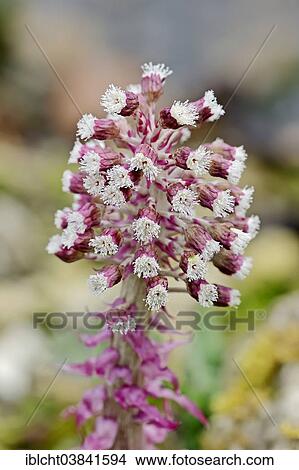 "Common Butterbur (Petasites hybridus, Petasites officinalis), North Rhine-Westphalia, Germany, Europe" View Large Photo Image Picture - "Common Butterbur (Petasites hybridus, Petasites officinalis), North Rhine-Westphalia, Germany, Europe". Fotosearch