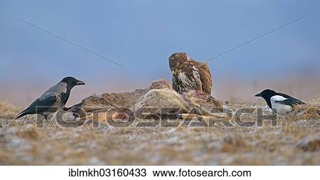 "Common Buzzard (Buteo buteo), a Magpie (Pica pica) and a Hooded Crow (Corvus corone cornix) with the carcass of a deer, Feldberg Lake District, Feldberg - Mecklenburg, Mecklenburg-Western Pomerania, Germany, Europe" View Large Photo Image Stock Image - "Common Buzzard (Buteo buteo), a Magpie (Pica pica) and a Hooded Crow (Corvus corone cornix) with the carcass of a deer, Feldberg Lake District, Feldberg - Mecklenburg, Mecklenburg-Western Pomerania, Germany, Europe". Fotosearch