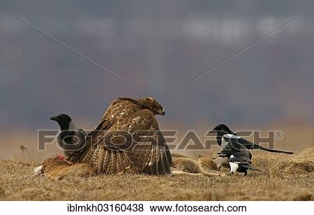 "Common Buzzard (Buteo buteo), a Magpie (Pica pica) and a Hooded Crow (Corvus corone cornix) with the carcass of a deer, Feldberg Lake District, Feldberg - Mecklenburg, Mecklenburg-Western Pomerania, Germany, Europe" View Large Photo Image Stock Photo - "Common Buzzard (Buteo buteo), a Magpie (Pica pica) and a Hooded Crow (Corvus corone cornix) with the carcass of a deer, Feldberg Lake District, Feldberg - Mecklenburg, Mecklenburg-Western Pomerania, Germany, Europe". Fotosearch
