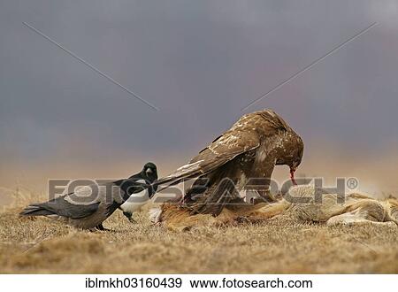 "Common Buzzard (Buteo buteo), a Magpie (Pica pica) and a Hooded Crow (Corvus corone cornix) with the carcass of a deer, Feldberg Lake District, Feldberg - Mecklenburg, Mecklenburg-Western Pomerania, Germany, Europe" View Large Photo Image Stock Photo - "Common Buzzard (Buteo buteo), a Magpie (Pica pica) and a Hooded Crow (Corvus corone cornix) with the carcass of a deer, Feldberg Lake District, Feldberg - Mecklenburg, Mecklenburg-Western Pomerania, Germany, Europe". Fotosearch