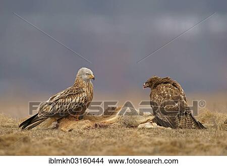 "Common Buzzard (Buteo buteo) and a Red Kite (Milvus milvus) with the carcass of a deer, Feldberg Lake District, Feldberg - Mecklenburg, Mecklenburg-Western Pomerania, Germany, Europe" View Large Photo Image Picture - "Common Buzzard (Buteo buteo) and a Red Kite (Milvus milvus) with the carcass of a deer, Feldberg Lake District, Feldberg - Mecklenburg, Mecklenburg-Western Pomerania, Germany, Europe". Fotosearch