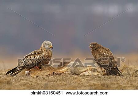 "Common Buzzard (Buteo buteo) and a Red Kite (Milvus milvus) with the carcass of a deer, Feldberg Lake District, Feldberg - Mecklenburg, Mecklenburg-Western Pomerania, Germany, Europe" View Large Photo Image Stock Image - "Common Buzzard (Buteo buteo) and a Red Kite (Milvus milvus) with the carcass of a deer, Feldberg Lake District, Feldberg - Mecklenburg, Mecklenburg-Western Pomerania, Germany, Europe". Fotosearch