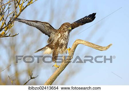 Common Buzzard (Buteo buteo) climbing up to its lookout branch, biosphere reserve, Swabian Alb, Baden-Wuerttemberg, Germany, Europe View Large Photo Image Picture - Common Buzzard (Buteo buteo) climbing up to its lookout branch, biosphere reserve, Swabian Alb, Baden-Wuerttemberg, Germany, Europe. Fotosearch