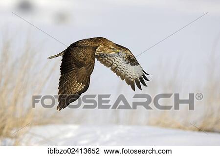 Stock Image - Common Buzzard (Buteo buteo) in flight, biosphere reserve, Swabian Alb, Baden-Wuerttemberg, Germany, Europe. Fotosearch