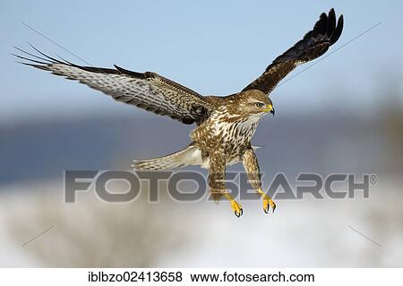 Common Buzzard (Buteo buteo) in flight, biosphere reserve, Swabian Alb, Baden-Wuerttemberg, Germany, Europe View Large Photo Image Stock Photo - Common Buzzard (Buteo buteo) in flight, biosphere reserve, Swabian Alb, Baden-Wuerttemberg, Germany, Europe. Fotosearch
