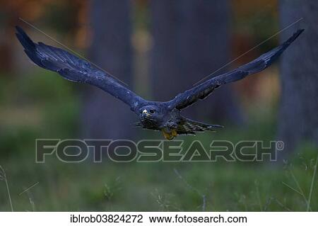 "Common Buzzard (Buteo buteo) in flight, South Moravia, Moravia, Czech Republic, Europe" View Large Photo Image Stock Image - "Common Buzzard (Buteo buteo) in flight, South Moravia, Moravia, Czech Republic, Europe". Fotosearch