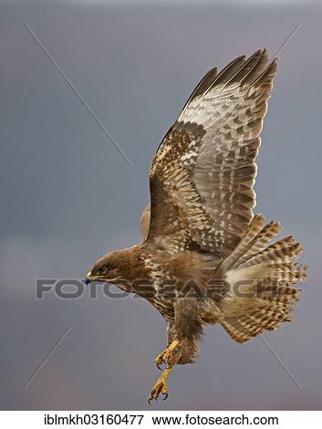 "Common Buzzard (Buteo buteo) in flight, Feldberg Lake District, Feldberg - Mecklenburg, Mecklenburg-Western Pomerania, Germany, Europe" View Large Photo Image Stock Photo - "Common Buzzard (Buteo buteo) in flight, Feldberg Lake District, Feldberg - Mecklenburg, Mecklenburg-Western Pomerania, Germany, Europe". Fotosearch