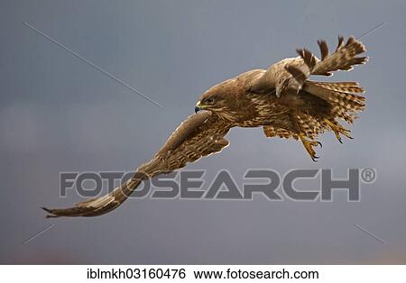 Stock Photograph - "Common Buzzard (Buteo buteo) in flight, Feldberg Lake District, Feldberg - Mecklenburg, Mecklenburg-Western Pomerania, Germany, Europe". Fotosearch