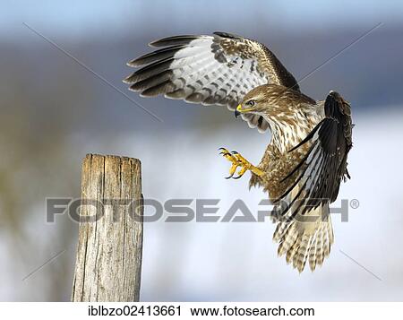 Stock Image - Common Buzzard (Buteo buteo) landing on a pole, biosphere reserve, Swabian Alb, Baden-Wuerttemberg, Germany, Europe. Fotosearch