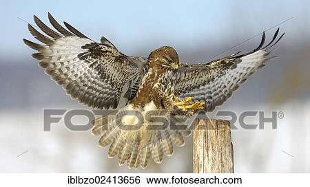 Stock Photograph - Common Buzzard (Buteo buteo) landing on a pole, biosphere reserve, Swabian Alb, Baden-Wuerttemberg, Germany, Europe. Fotosearch