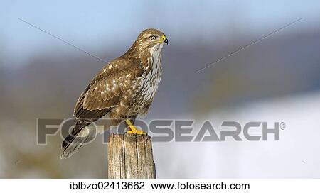 Stock Image - Common Buzzard (Buteo buteo) perched on a pole, biosphere reserve, Swabian Alb, Baden-Wuerttemberg, Germany, Europe. Fotosearch