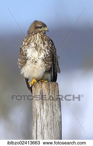 Common Buzzard (Buteo buteo) perched on a pole, biosphere reserve, Swabian Alb, Baden-Wuerttemberg, Germany, Europe View Large Photo Image Stock Image - Common Buzzard (Buteo buteo) perched on a pole, biosphere reserve, Swabian Alb, Baden-Wuerttemberg, Germany, Europe. Fotosearch