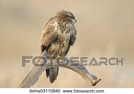 Stock Image - "Common Buzzard (Buteo buteo) perched on a branch, Feldberg Lake District, Mecklenburgische Seenplatte, Mecklenburg-Western Pomerania, Germany, Europe". Fotosearch