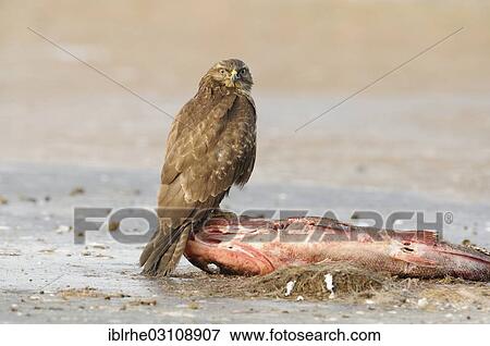 "Common Buzzard (Buteo buteo) perched on a dead fish, bait place, Feldberg Lake District, Mecklenburgische Seenplatte, Mecklenburg-Western Pomerania, Germany, Europe" View Large Photo Image Stock Photo - "Common Buzzard (Buteo buteo) perched on a dead fish, bait place, Feldberg Lake District, Mecklenburgische Seenplatte, Mecklenburg-Western Pomerania, Germany, Europe". Fotosearch
