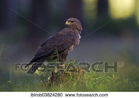 "Common Buzzard (Buteo buteo), South Moravia, Moravia, Czech Republic, Europe" View Large Photo Image Stock Image - "Common Buzzard (Buteo buteo), South Moravia, Moravia, Czech Republic, Europe". Fotosearch