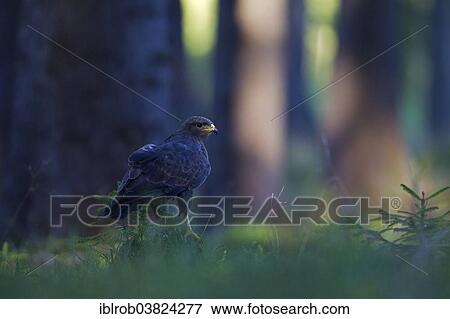 "Common Buzzard (Buteo buteo), South Moravia, Moravia, Czech Republic, Europe" View Large Photo Image Stock Photo - "Common Buzzard (Buteo buteo), South Moravia, Moravia, Czech Republic, Europe". Fotosearch